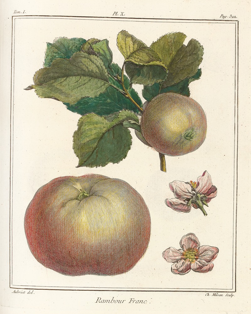 Henri-Louis Duhamel du Monceau - Traité des arbres fruitiers Pl.51