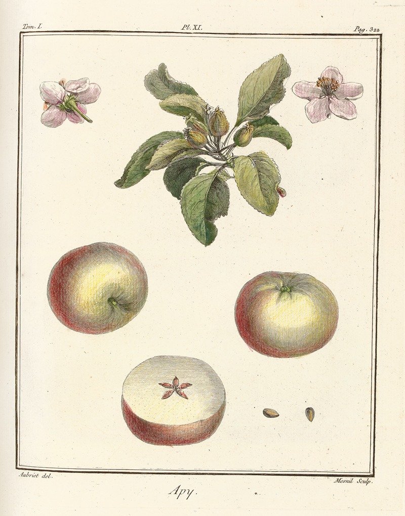 Henri-Louis Duhamel du Monceau - Traité des arbres fruitiers Pl.52