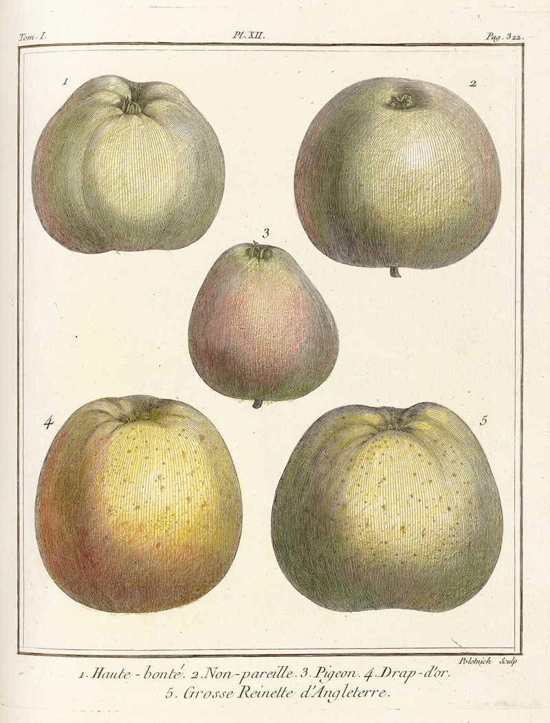 Henri-Louis Duhamel du Monceau - Traité des arbres fruitiers Pl.53