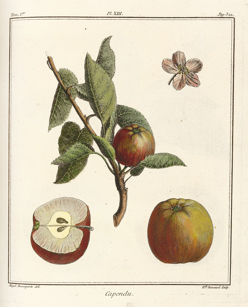 Henri-Louis Duhamel du Monceau - Traité des arbres fruitiers Pl.54