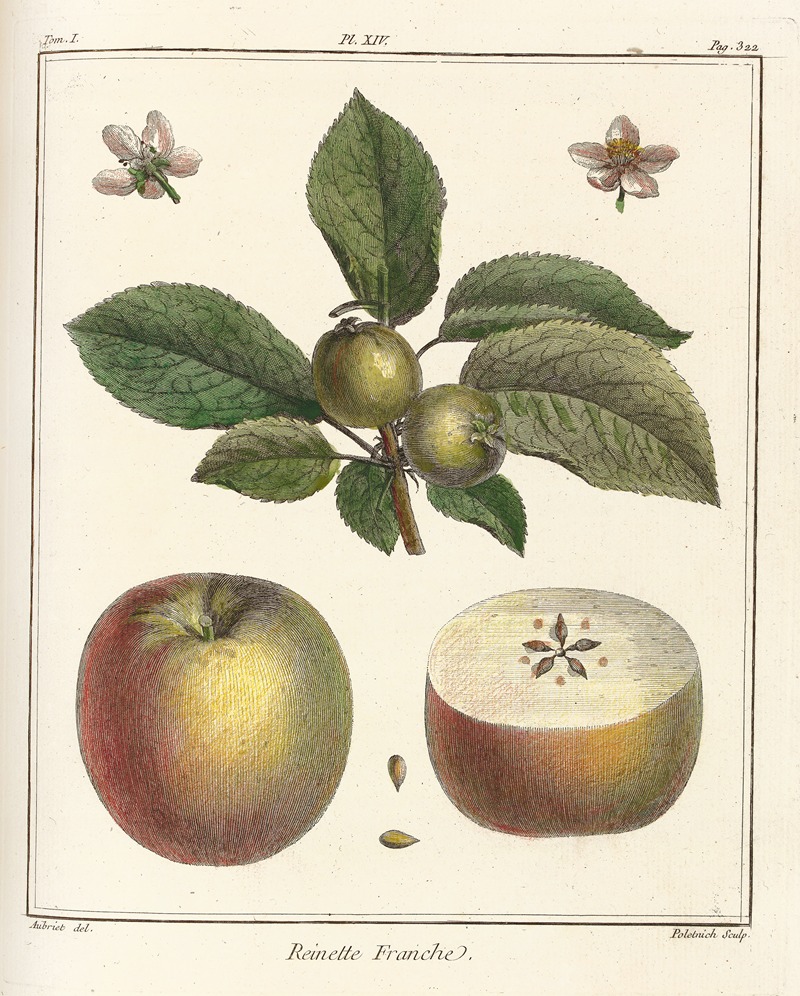 Henri-Louis Duhamel du Monceau - Traité des arbres fruitiers Pl.55