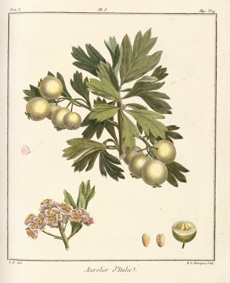 Henri-Louis Duhamel du Monceau - Traité des arbres fruitiers Pl.56