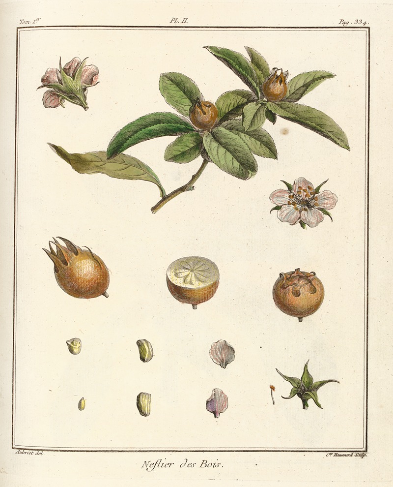 Henri-Louis Duhamel du Monceau - Traité des arbres fruitiers Pl.57