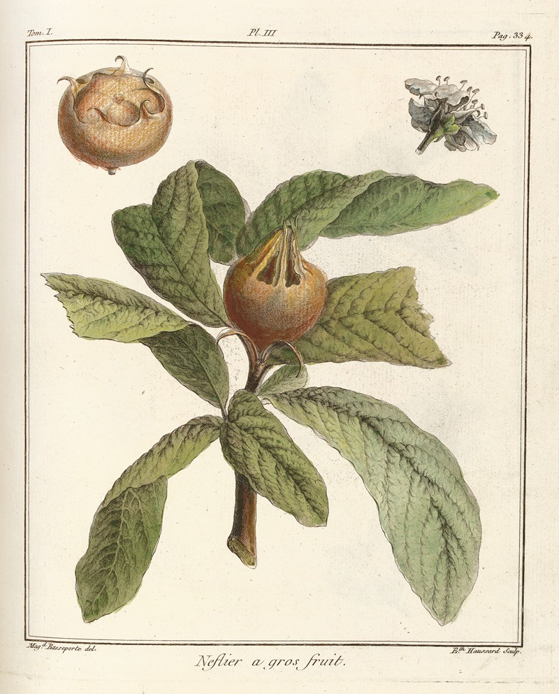 Henri-Louis Duhamel du Monceau - Traité des arbres fruitiers Pl.58