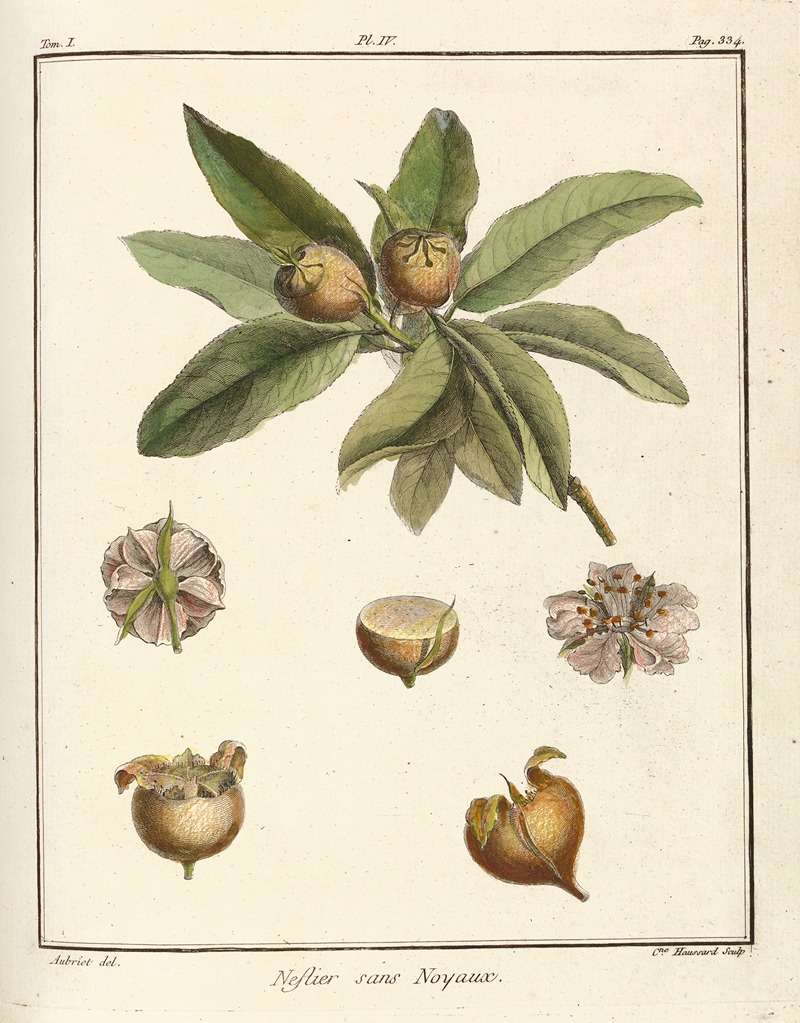 Henri-Louis Duhamel du Monceau - Traité des arbres fruitiers Pl.59