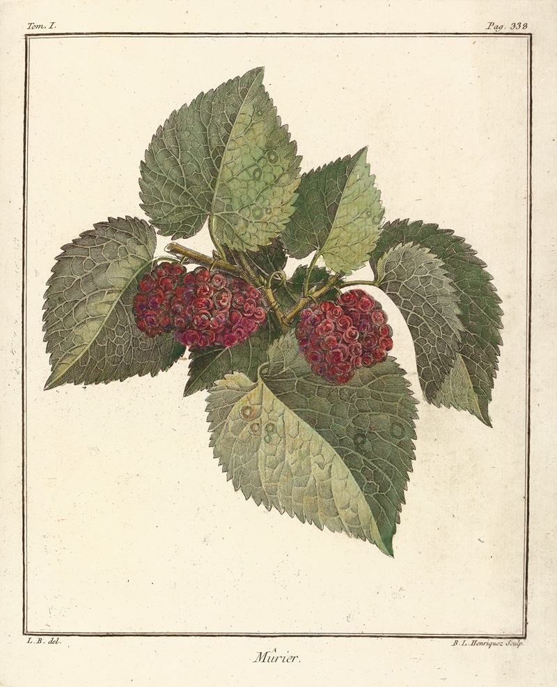 Henri-Louis Duhamel du Monceau - Traité des arbres fruitiers Pl.60