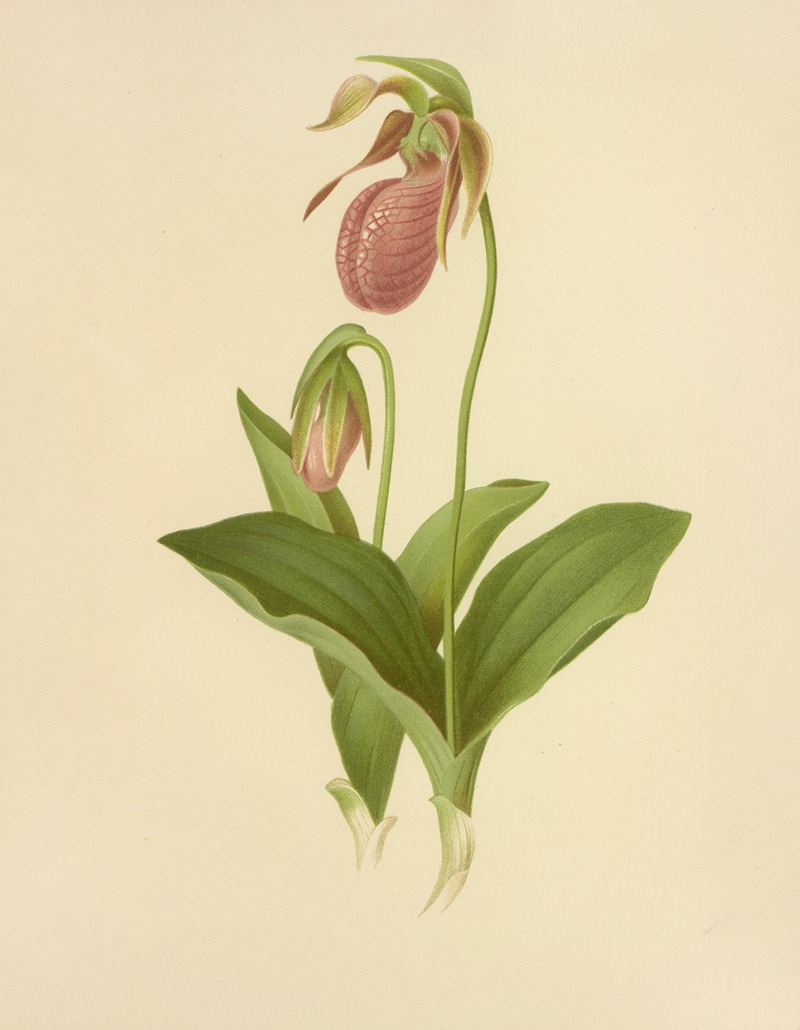 Isaac Sprague - Moccasin Flower (Lady’s Slipper)