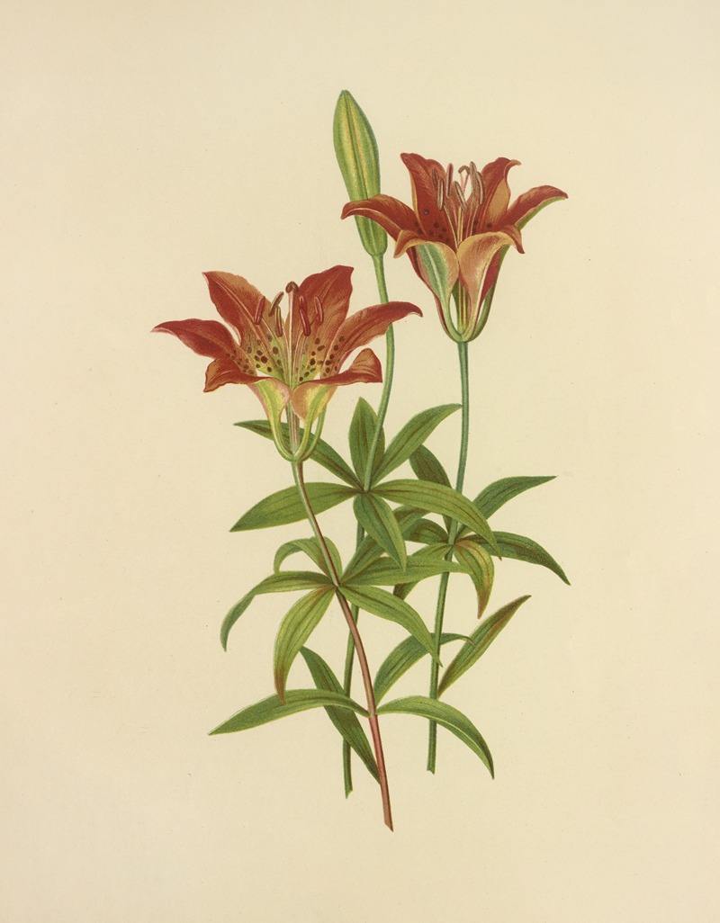 Isaac Sprague - Wild Orange-Red Lily