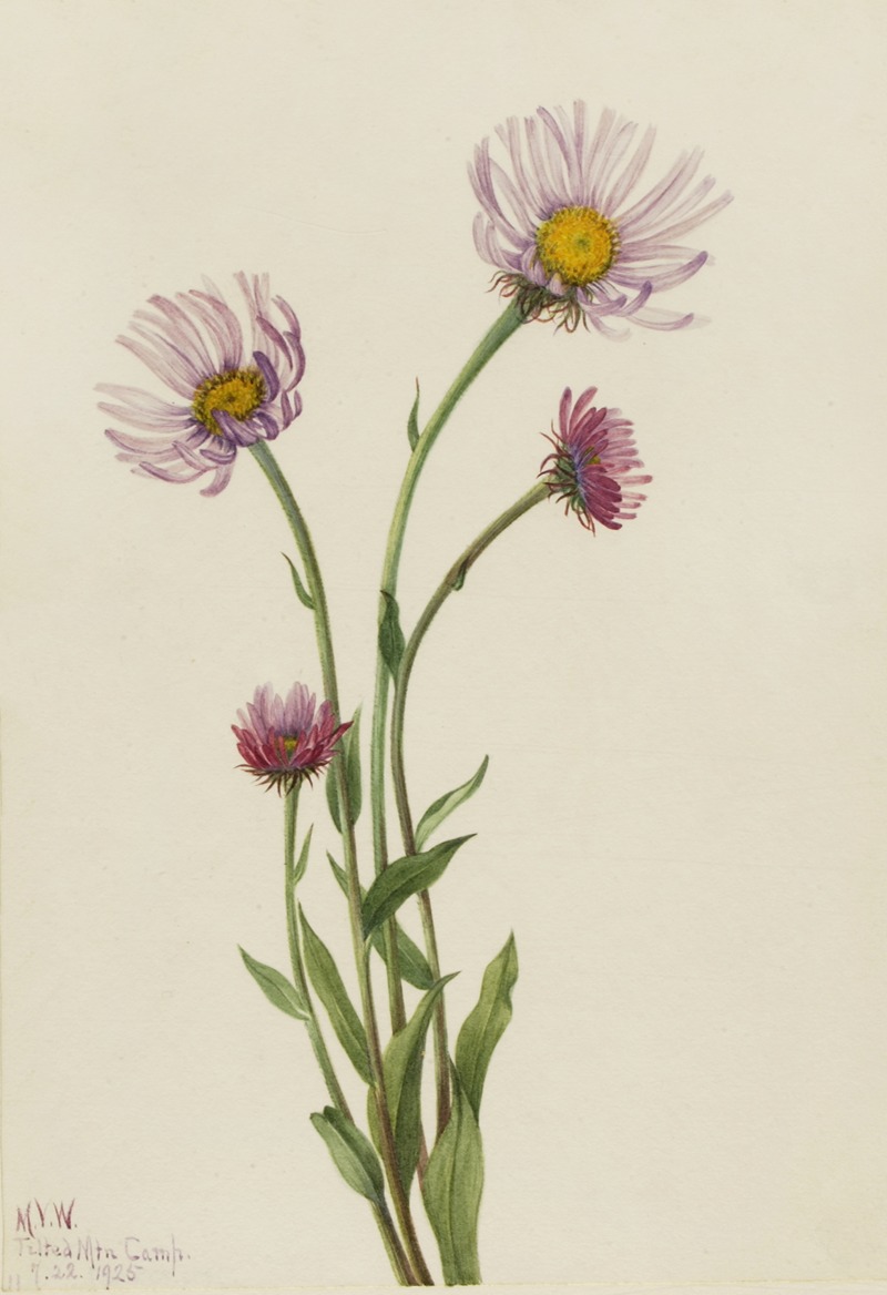 Mary Vaux Walcott - Alaska Fleabane (Erigeron salsuginosus)