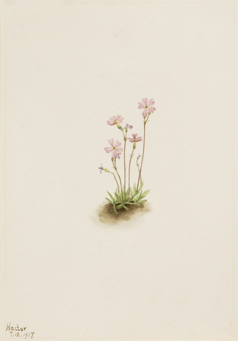 Mary Vaux Walcott - Alberta Primrose (Primula maccalliana)