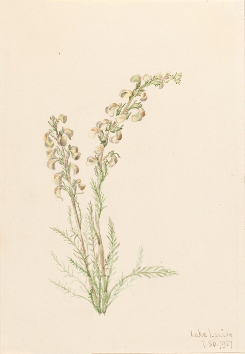 Mary Vaux Walcott - Alpine Fernlife (Pedicularis contorta)