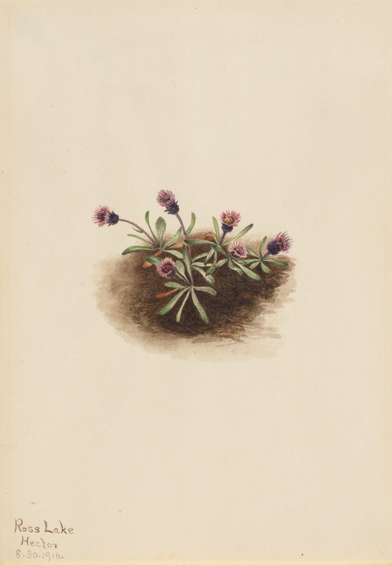 Mary Vaux Walcott - Alpine Fleabane (Erigeron unalaschcensis)