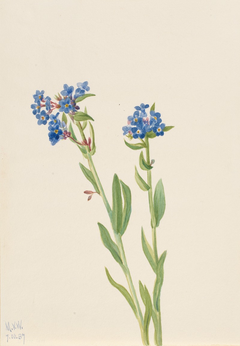 Mary Vaux Walcott - Alpine Forget-Me-Not (Myosotis alpestris)