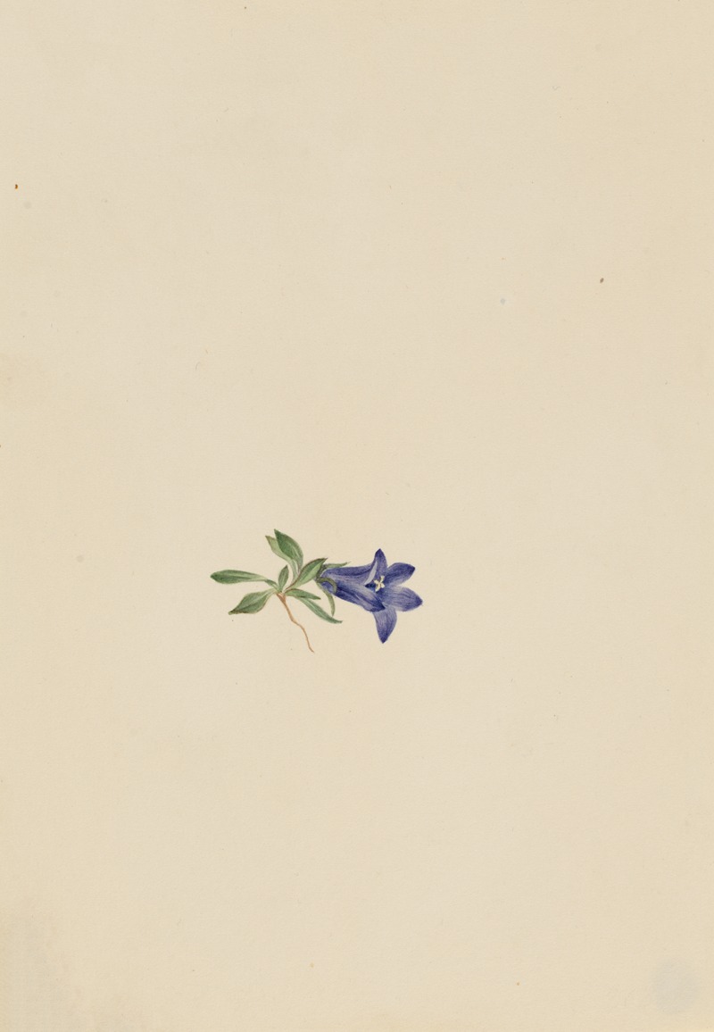 Alpine Harebell (Campanula lasiocarpa) by Mary Vaux Walcott - Artvee