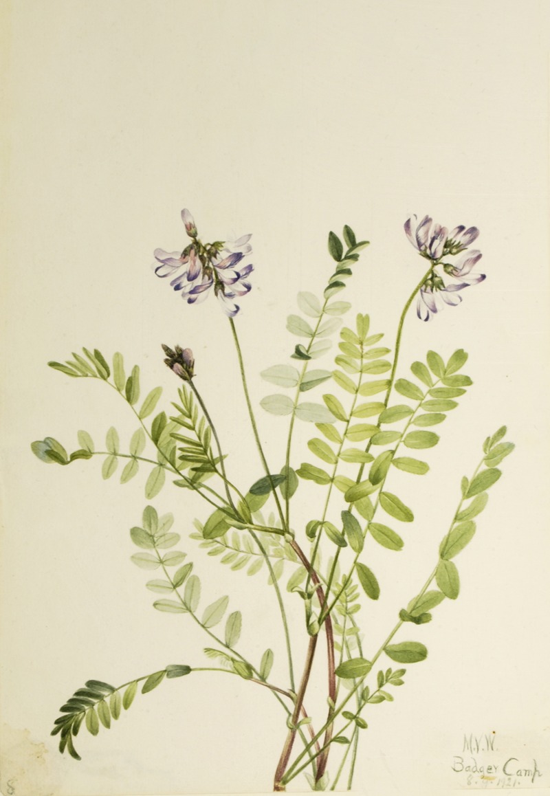 Mary Vaux Walcott - Alpine Milkvetch (Astragalus alpinus)