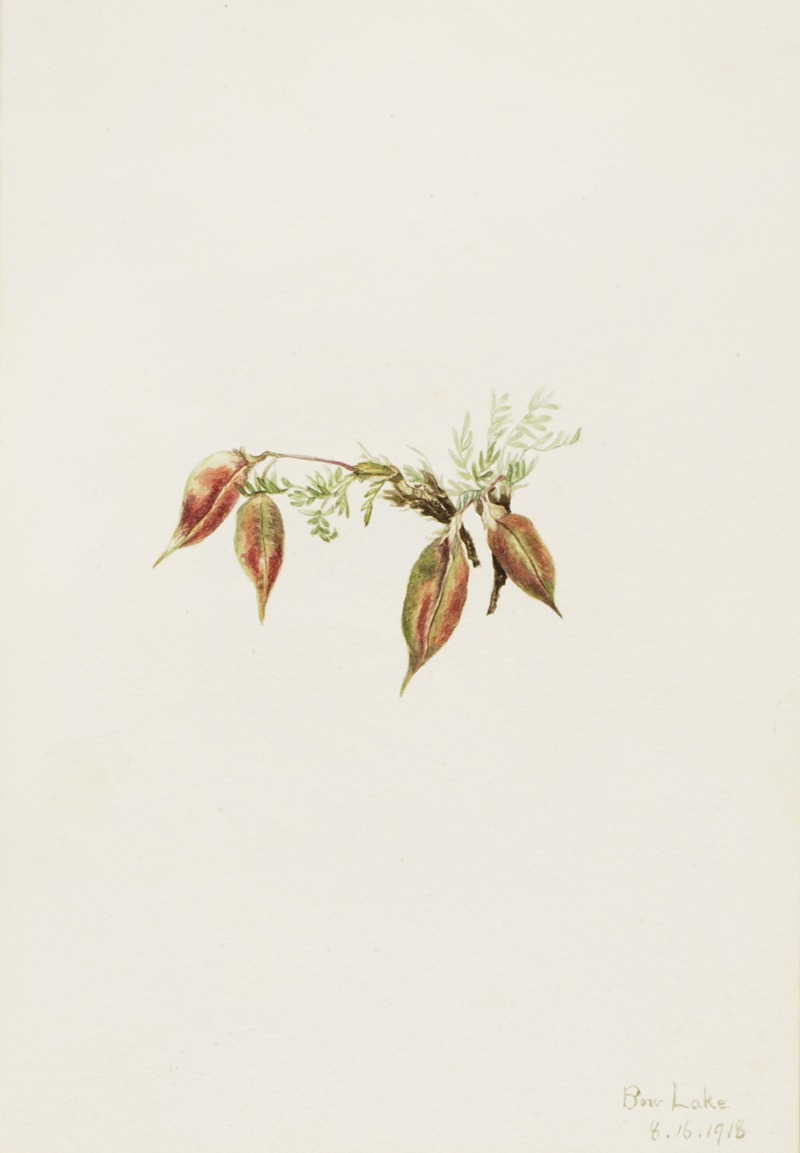Mary Vaux Walcott - Alpine Pointvetch (Oxytropis podocarpa)