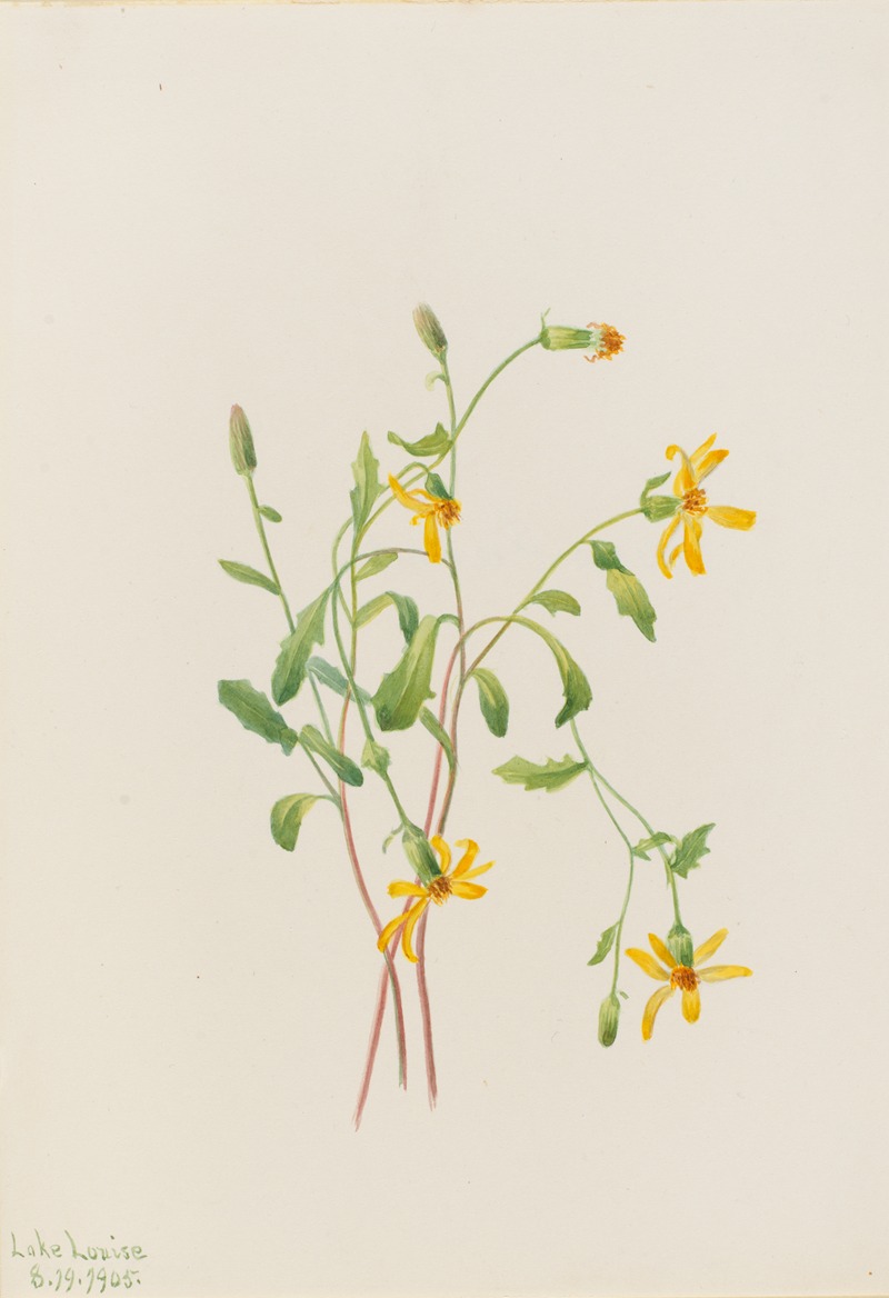 Mary Vaux Walcott - Alpine Ragwort (Senecio species)