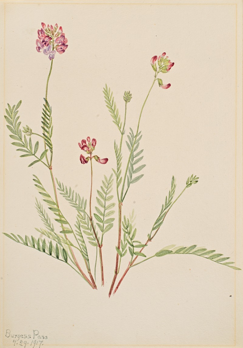 Mary Vaux Walcott - Alpine Vetch (Astragalus bourgovii)