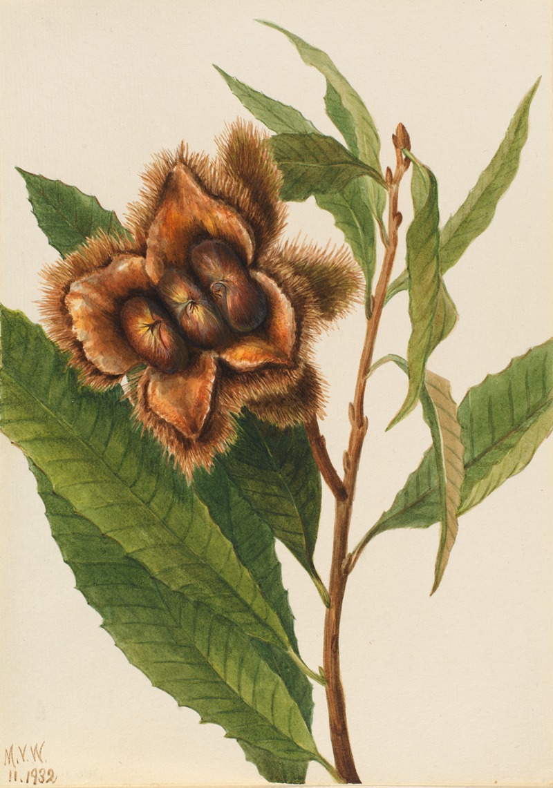 Mary Vaux Walcott - American Chestnut (Castanea dentata)