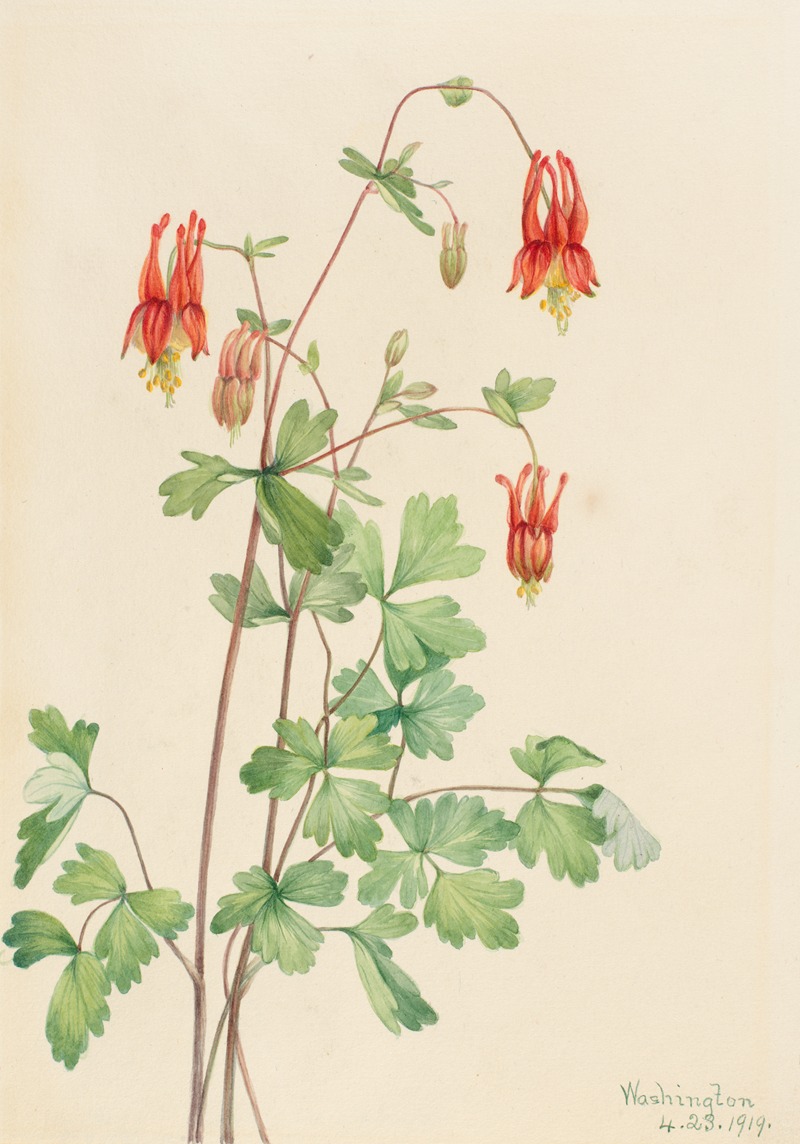 Mary Vaux Walcott - American Columbine (Aquilegia canadensis)