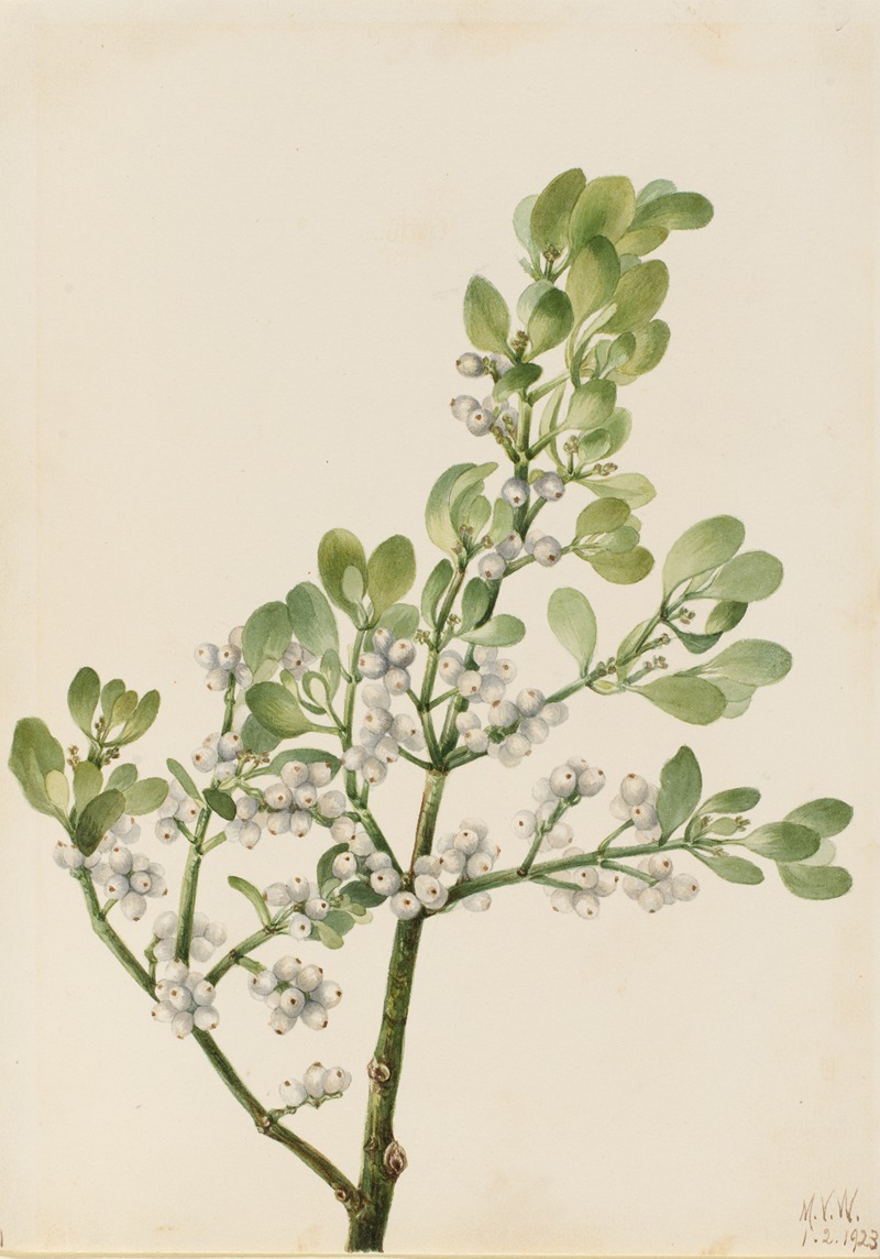 Mary Vaux Walcott - American Mistletoe (Phoradendron flavescens)