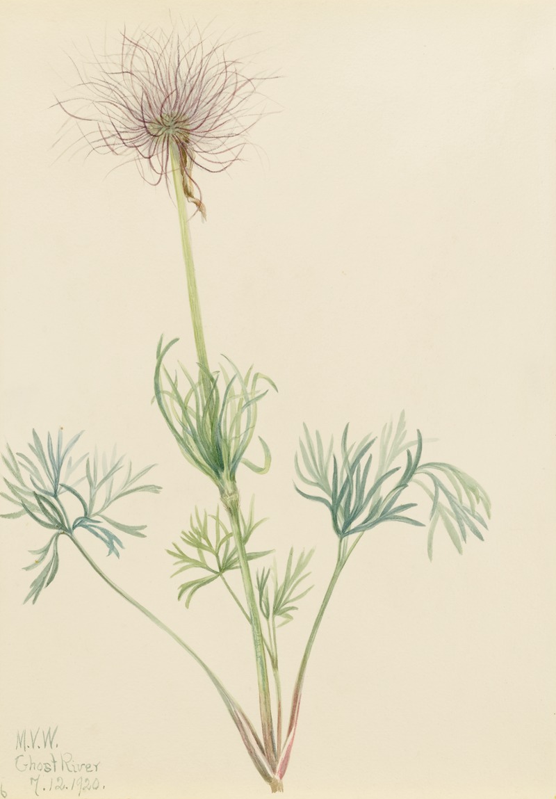 Mary Vaux Walcott - American Pasqueflower (Pulsatilla ludoviciana)