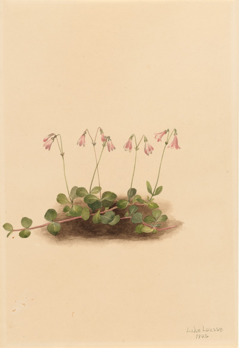 Mary Vaux Walcott - American Twinflower (Linnaea borealis americana)