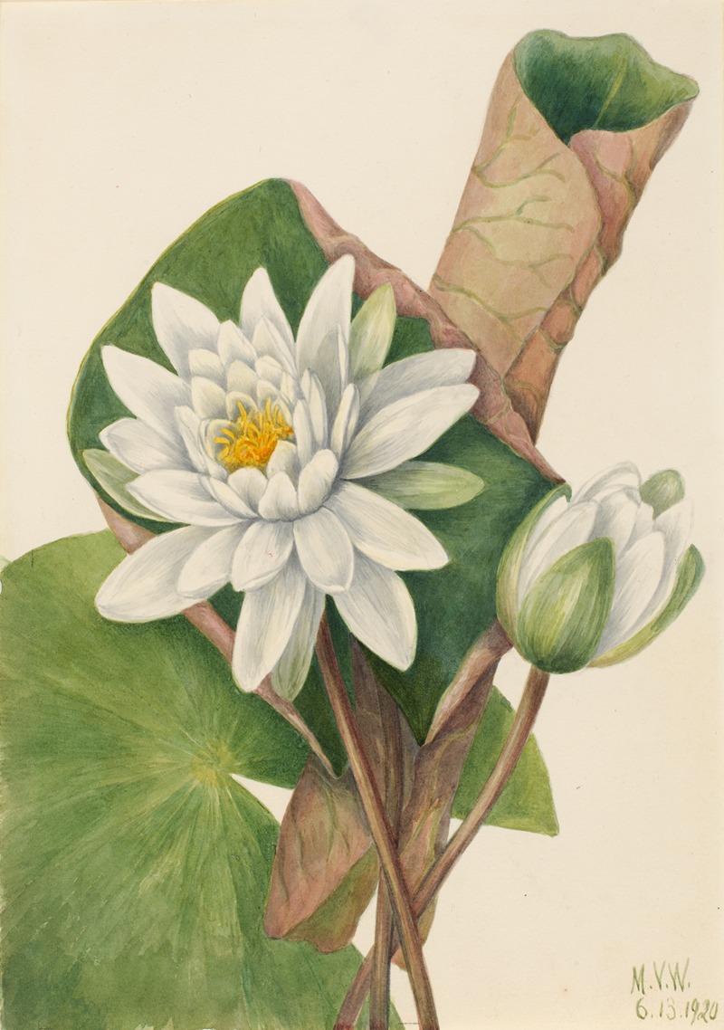Mary Vaux Walcott - American Waterlily (Castalia odorata)
