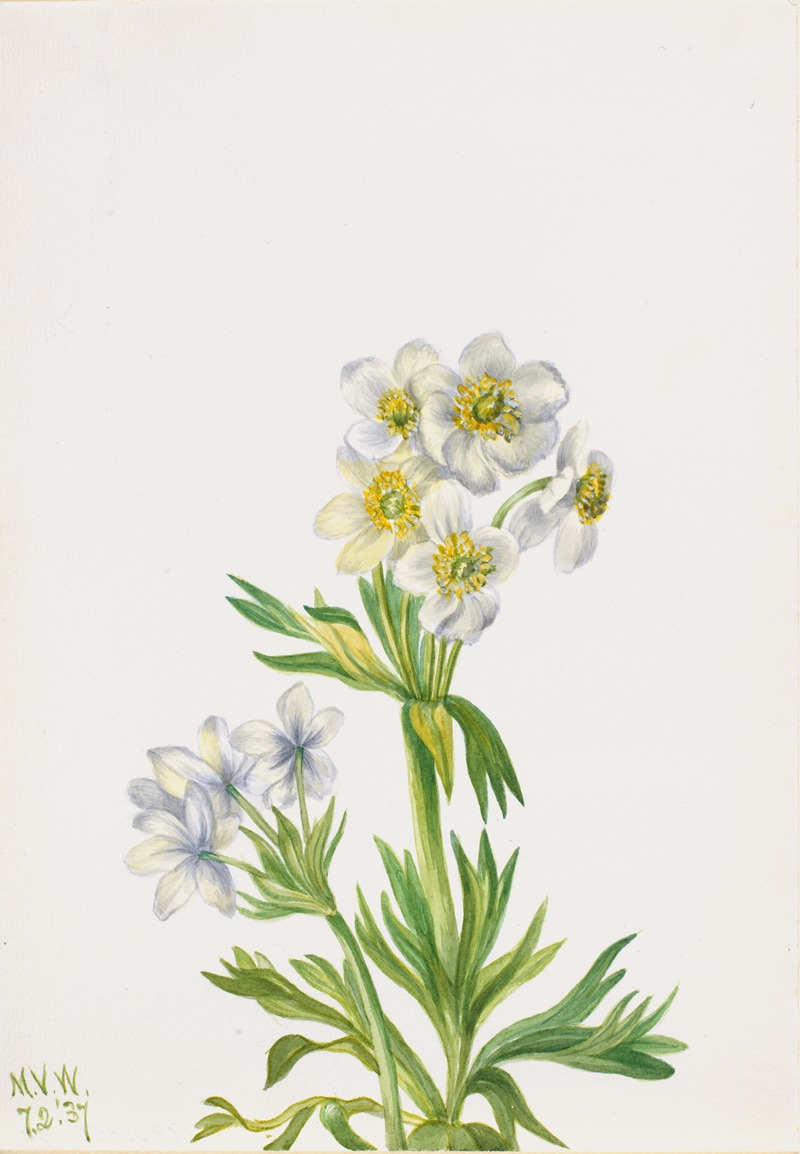Mary Vaux Walcott - Anemone (Anemone zephyra)