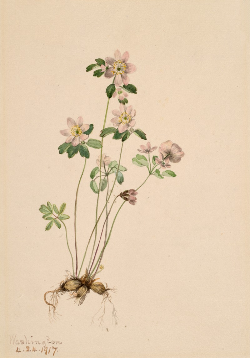 Mary Vaux Walcott - Anemonella (Syndesmon thalictroides)