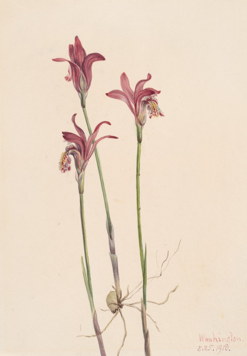 Mary Vaux Walcott - Arethusa (Arethusa bulbosa)