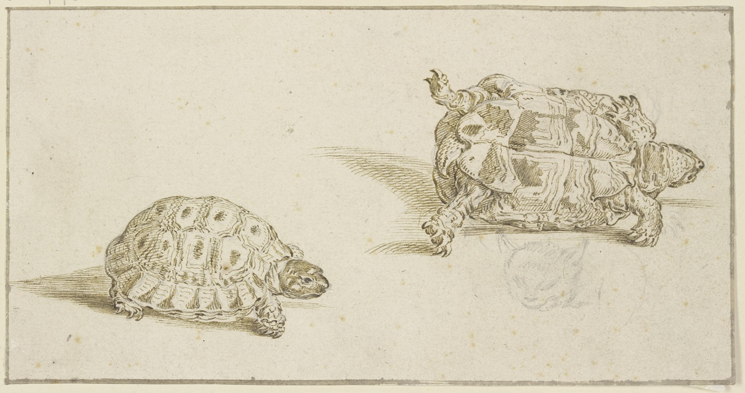 Jacob de Gheyn II - A tortoise seen from above and from below, and the head of a cat