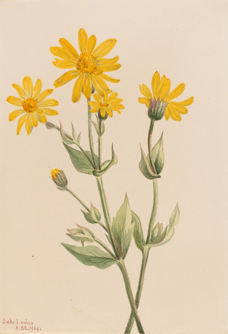 Mary Vaux Walcott - Arnica (Arnica latifolia)