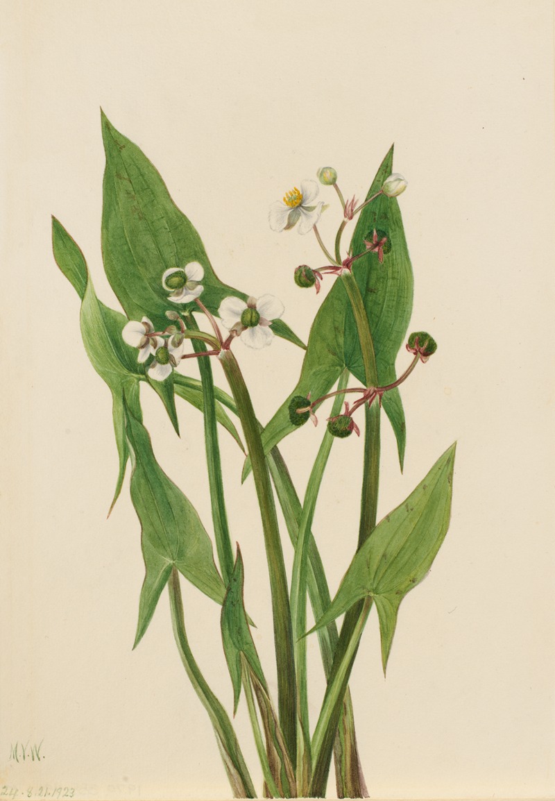 Mary Vaux Walcott - Arum Arrowhead (Sagittaria cuneata)