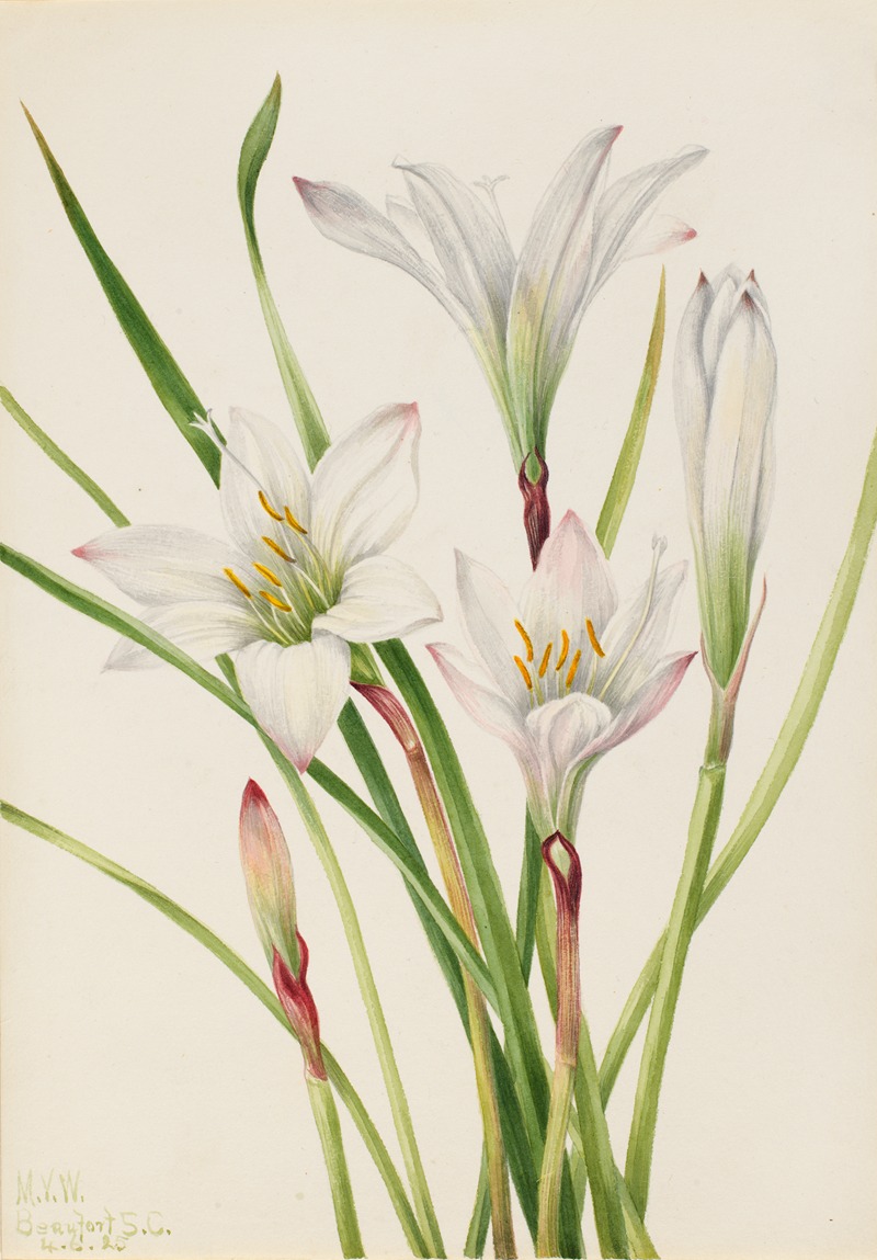 Mary Vaux Walcott - Atamasco-Lily (Atamosco atamasco)