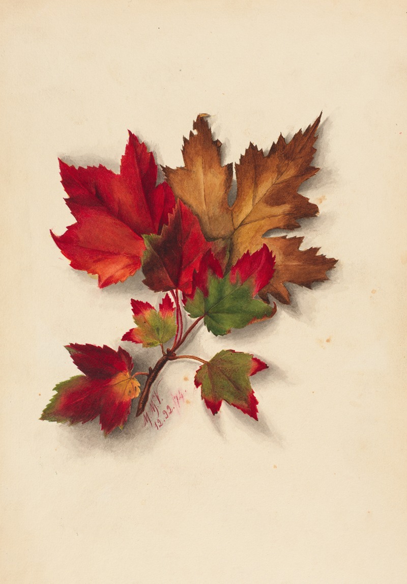 Mary Vaux Walcott - Autumn Leaves 2