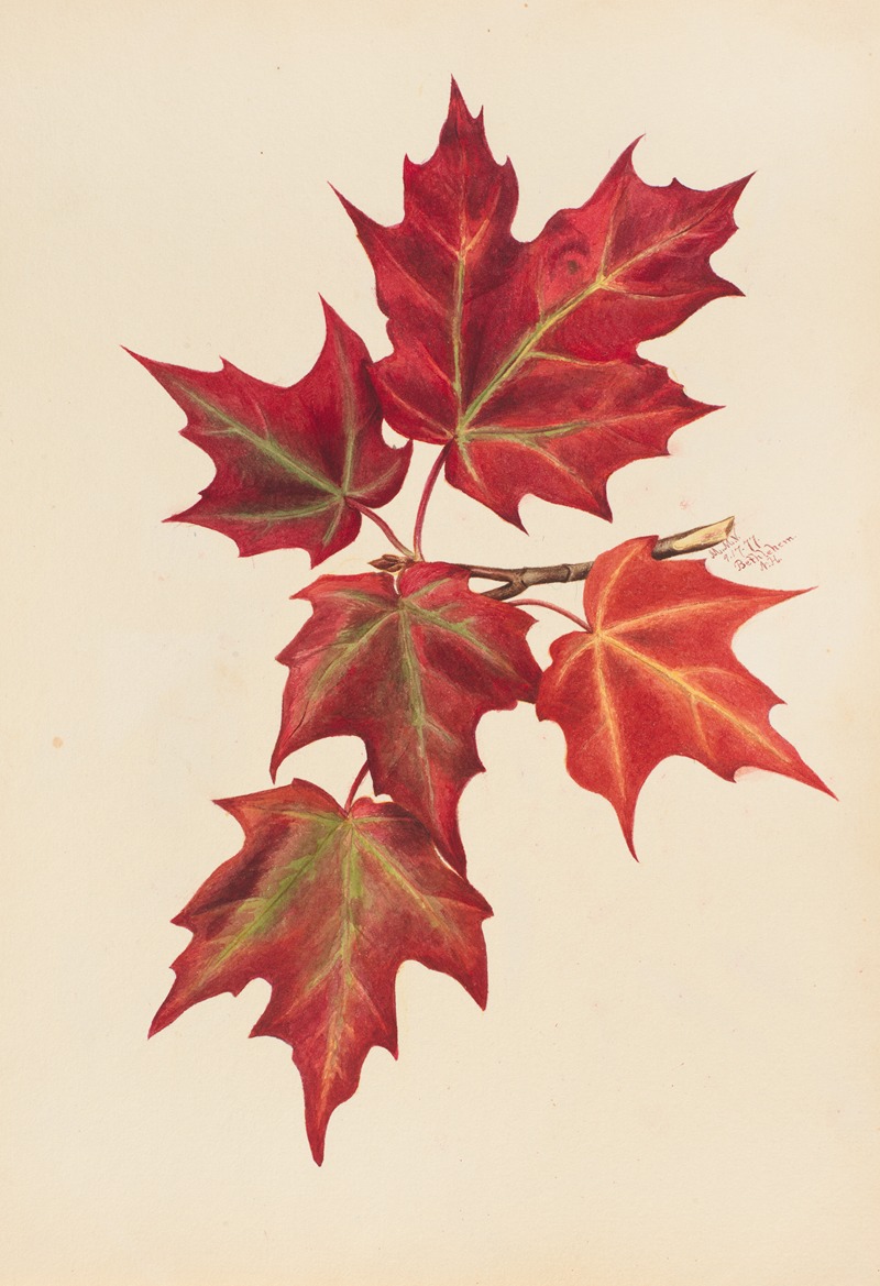 Mary Vaux Walcott - Autumn Leaves