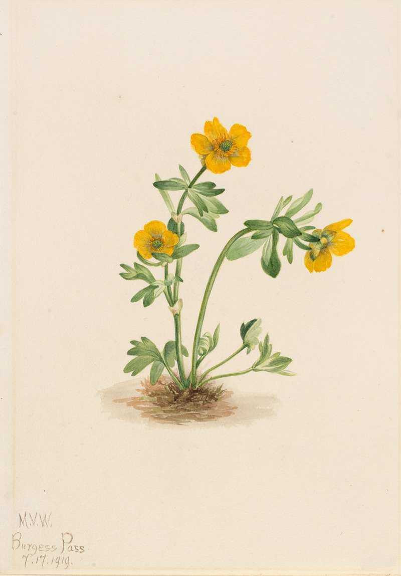 Mary Vaux Walcott - Avalanche Buttercup (Ranunculus suksdorfii)