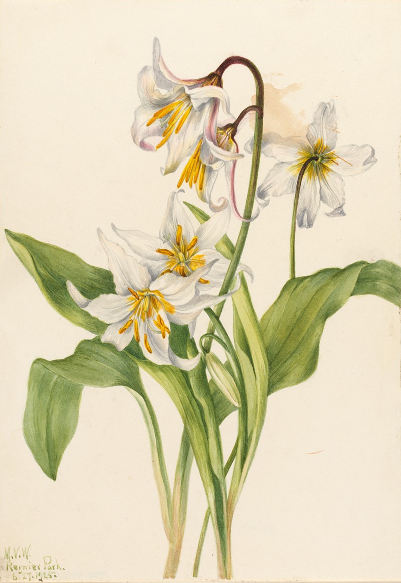 Mary Vaux Walcott - Avalanche Lily (Erythronium montanum)