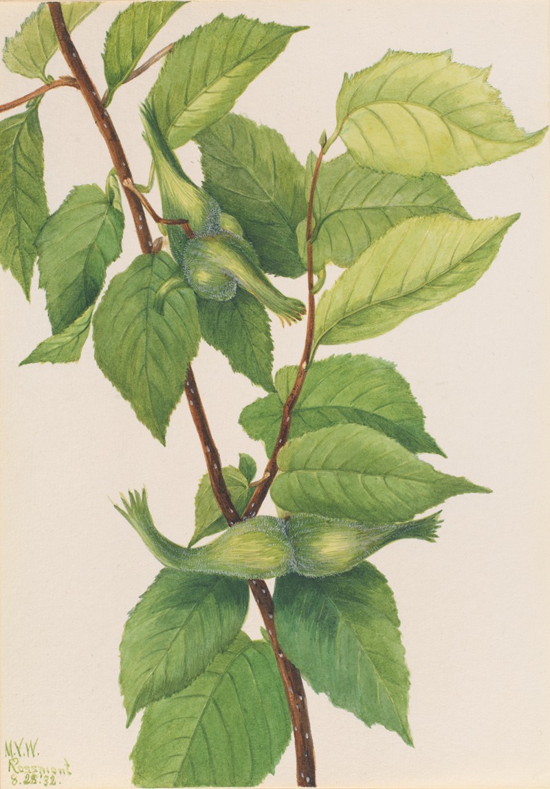 Mary Vaux Walcott - Beaked Hazelnut (Corylus rostrata)