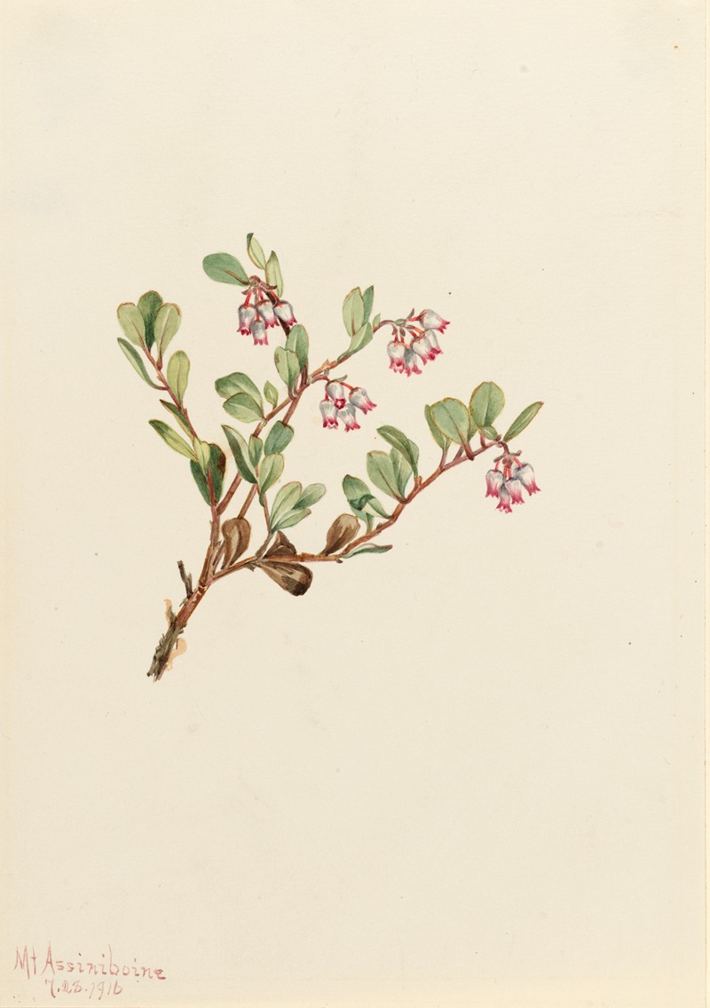 Mary Vaux Walcott - Bearberry (Arctostaphylos uva-ursi)