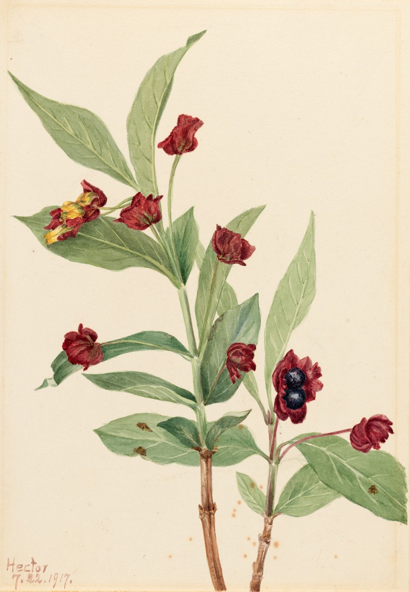 Mary Vaux Walcott - Bearberry Honeysuckle (Lonicera involucrata)