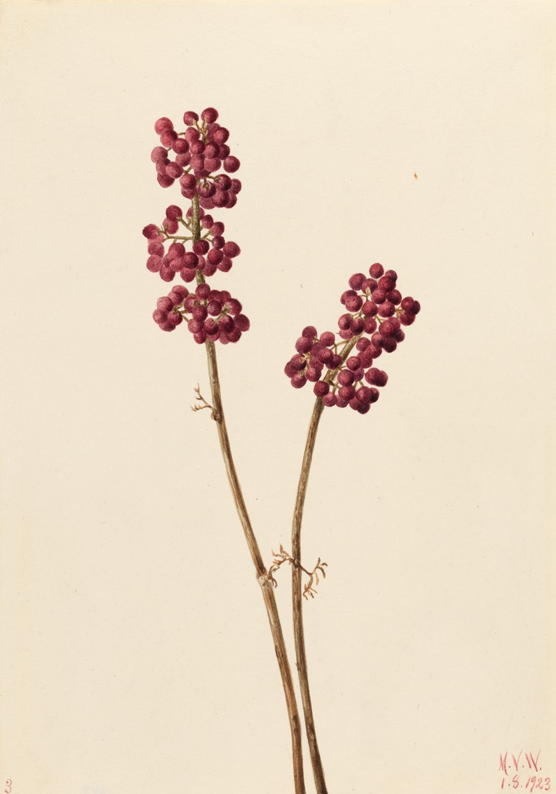 Mary Vaux Walcott - Beauty Berry (Callicarpa americana)