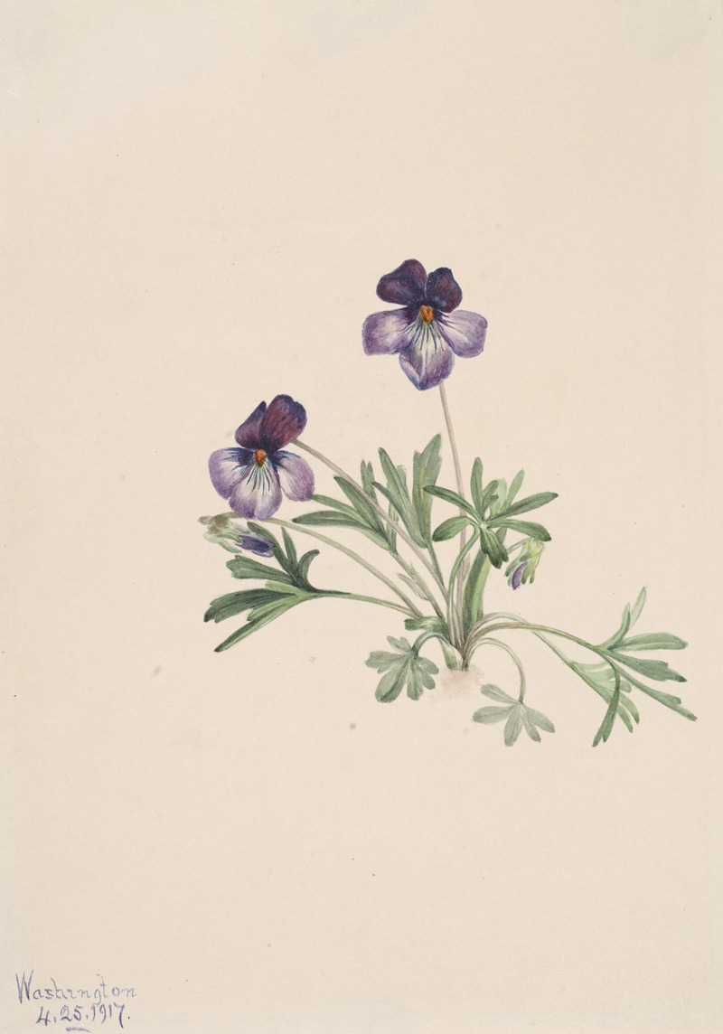 Mary Vaux Walcott - Birdsfoot Violet (Viola pedata)