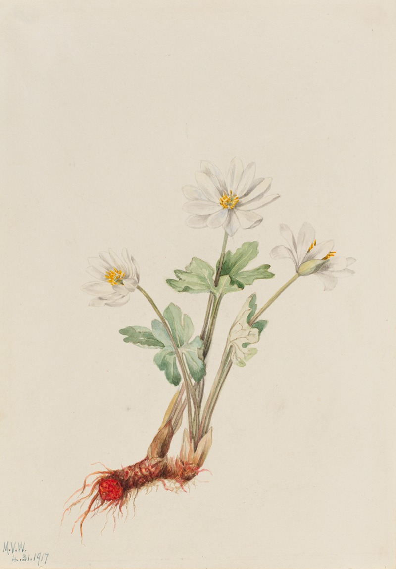 Mary Vaux Walcott - Bloodroot (Sanguinaria canadensis)