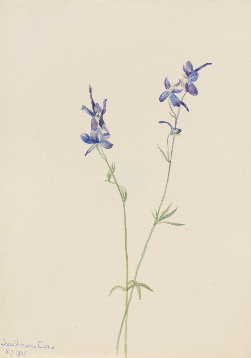 Mary Vaux Walcott - Blue Larkspur (Delphinium nuttallianum)