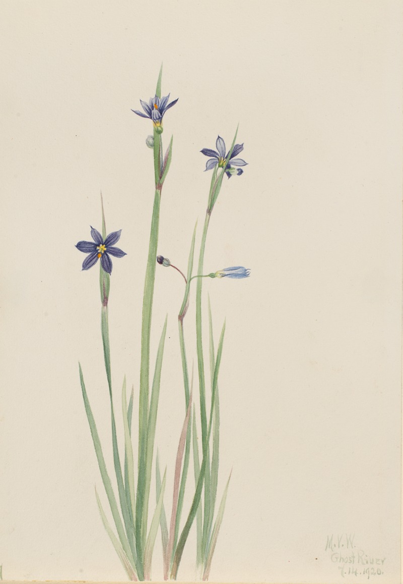 Mary Vaux Walcott - Blue-eyed-grass (Sisyrinchium angustifolium)