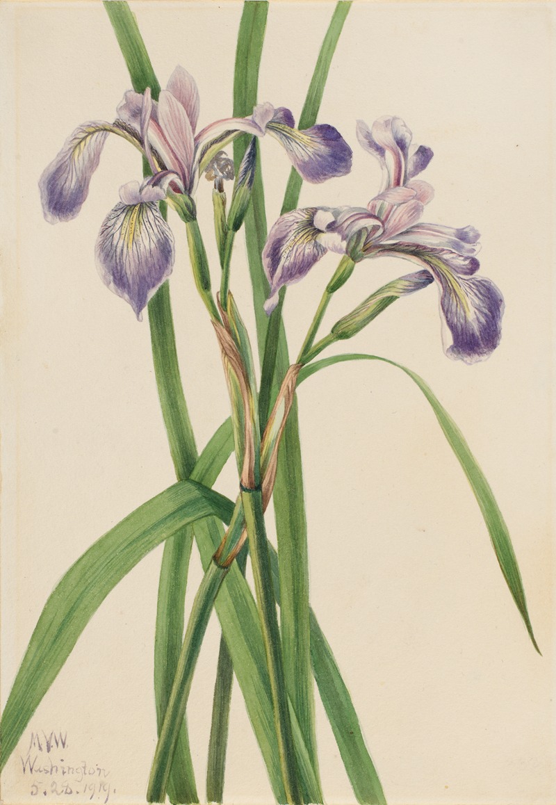 Mary Vaux Walcott - Blueflag Iris (Iris versicolor)