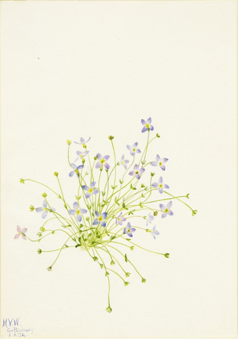 Mary Vaux Walcott - Bluets (Houstonia serpyllifolia)