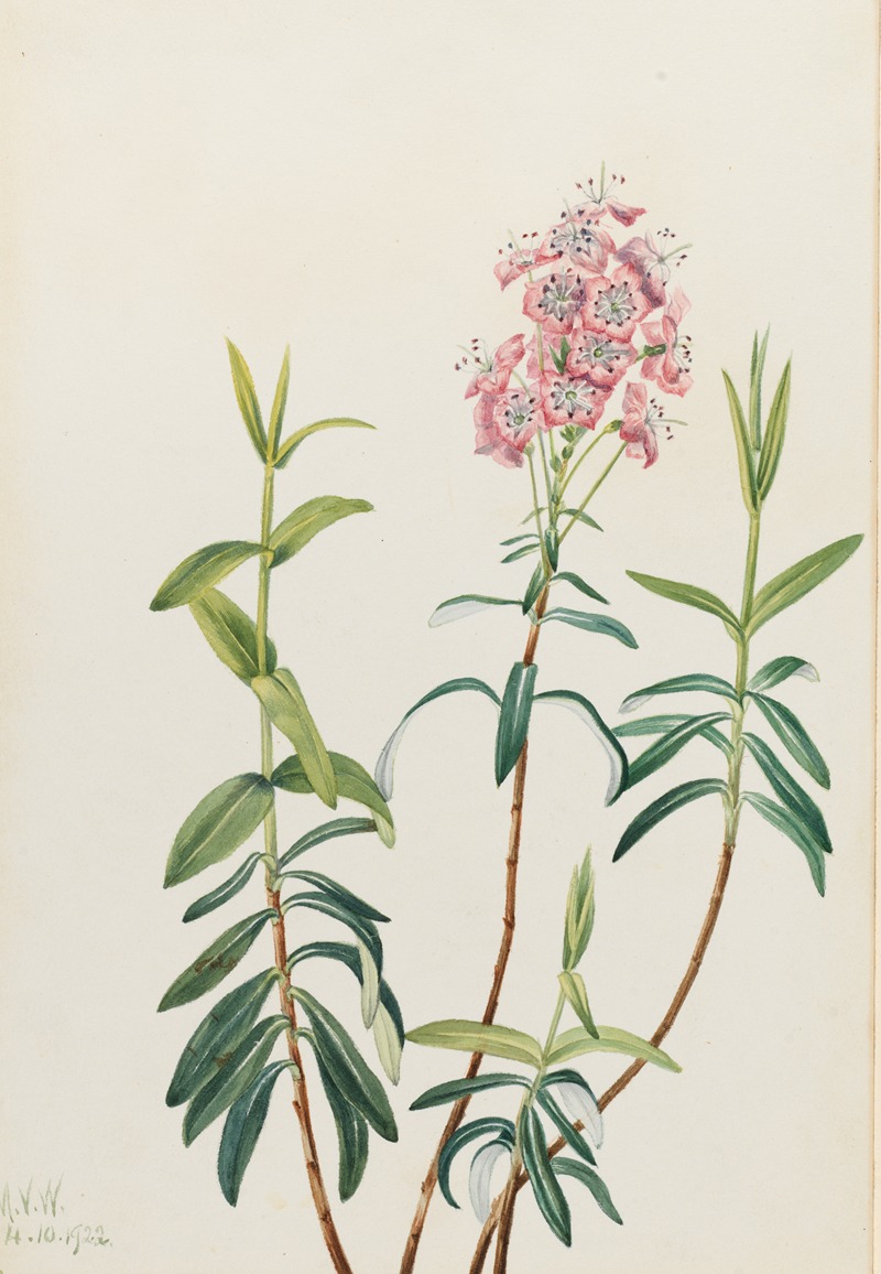 Mary Vaux Walcott - Bog Kalmia (Kalmia polifolia)